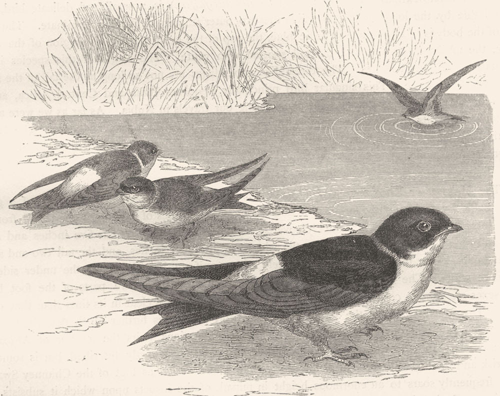 BIRDS. Gaper. Swallow. Martin c1870 old antique vintage print picture